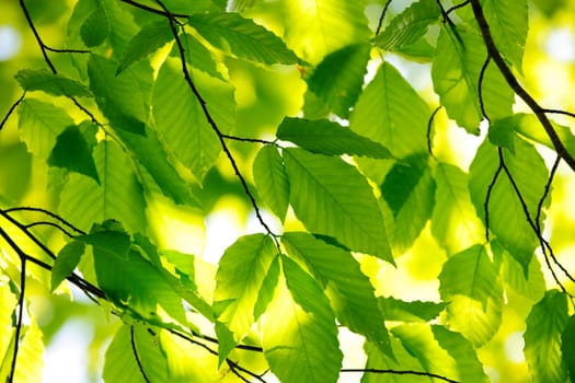 Green spring leaves