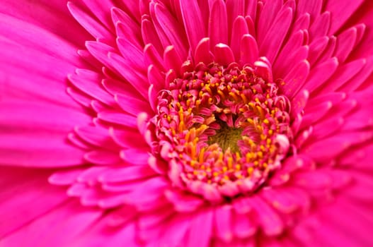 Gerbera flower