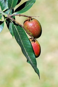 Mangoes