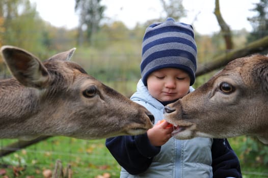 Little boy feeds fallow deer