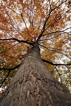American red oak in autumn leaves