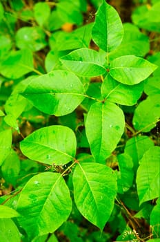 Poison ivy