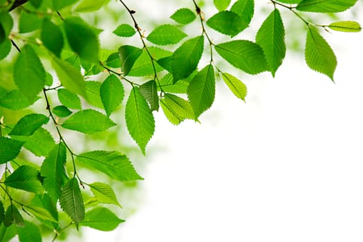 Green spring leaves on white background