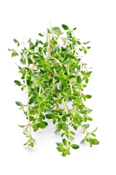 Fresh thyme on white background