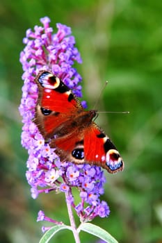 Butterfly,Butterfly ...