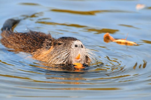Beaver Rat,Nutria