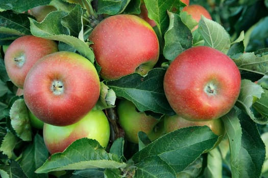 apple,apple tree,ripe apple,apple