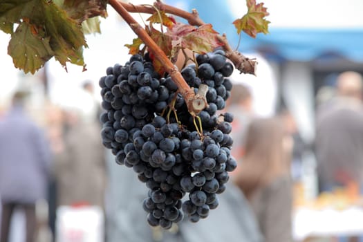 Blue grape cluster with leaves