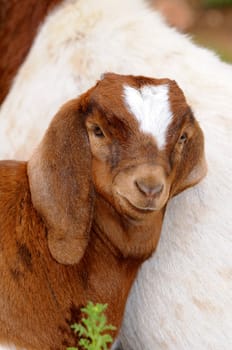 Young goat