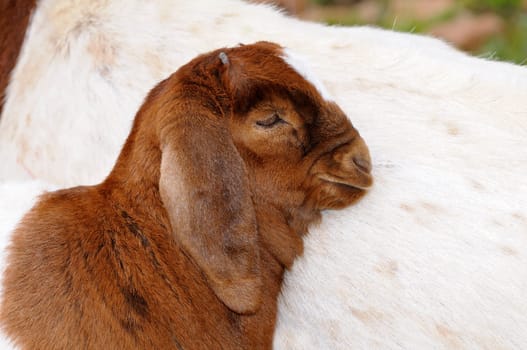 Young goat