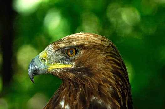 Golden eagle