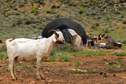 Goat at the Shepherd's Tent,South Africa