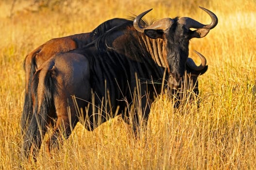 Striped wildebeest,Africa