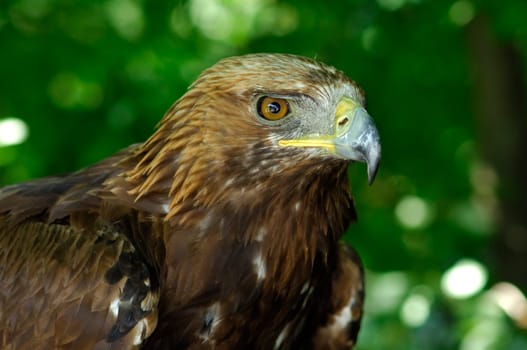 Golden eagle