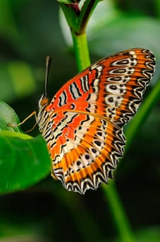 Lace Butterfly