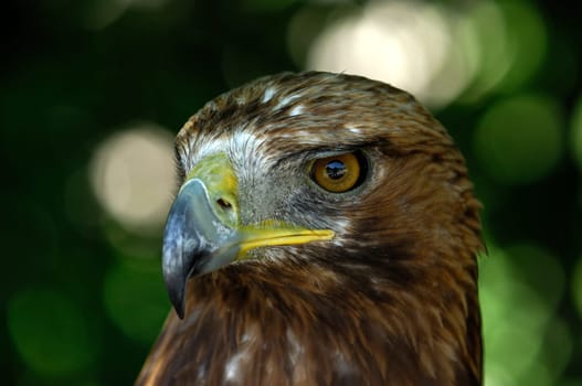 Golden eagle
