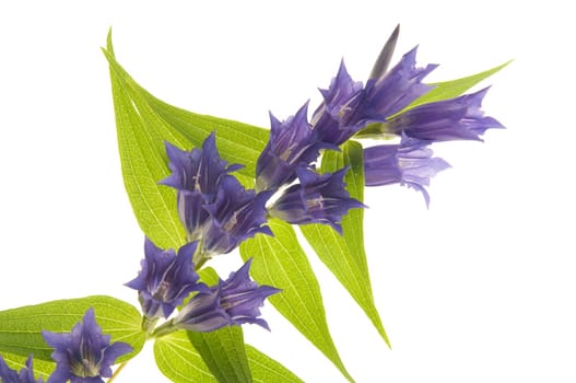 Gentiana asclepiadea 2