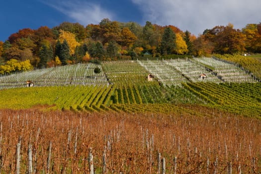 Vineyard