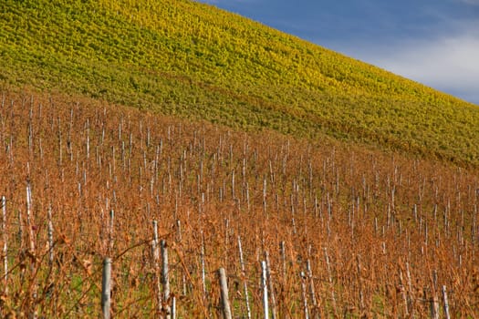 Vineyard