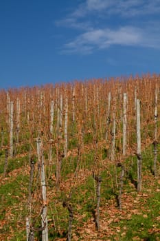 Vineyard