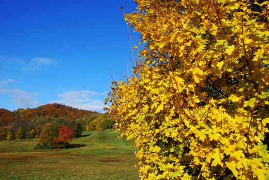 Autumn Meadow