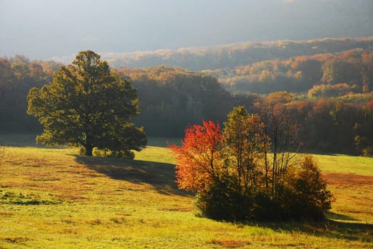 Autumn Meadow