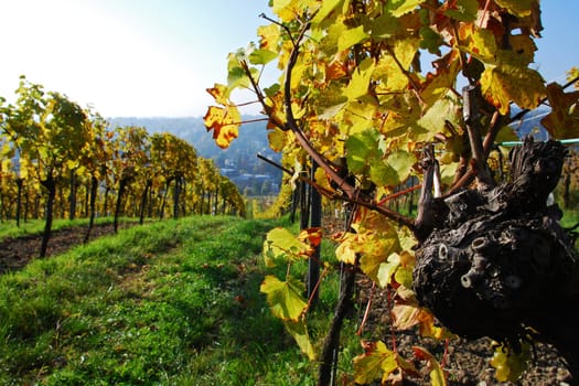 In the vineyard