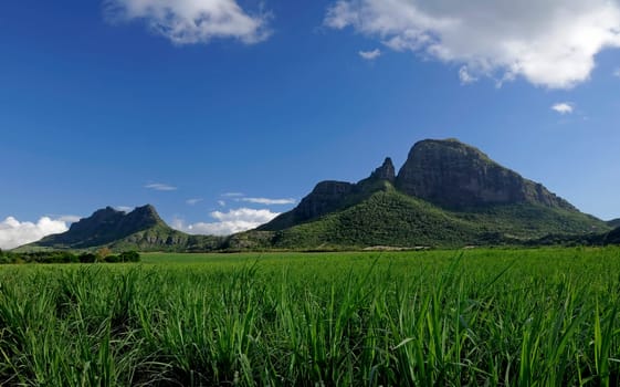Sugar cane field
