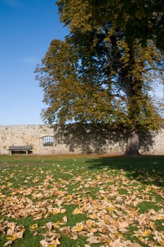Autumn