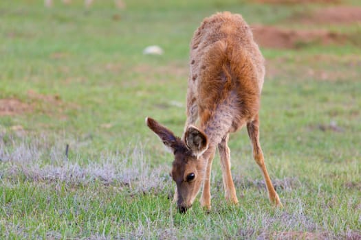 Mule deer