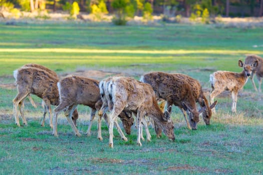 Mule deer