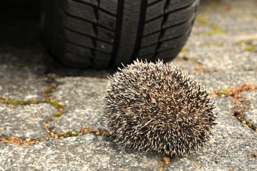 Hedgehog