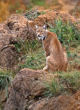 Lynx pardinus