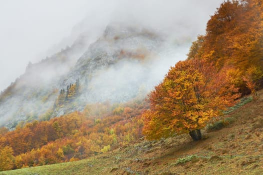 Autumn colors