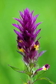 The flowers of the field quail wheat are purple in colour and have a yellowish-white throat,they are in an ear of corn and appear between May and July.