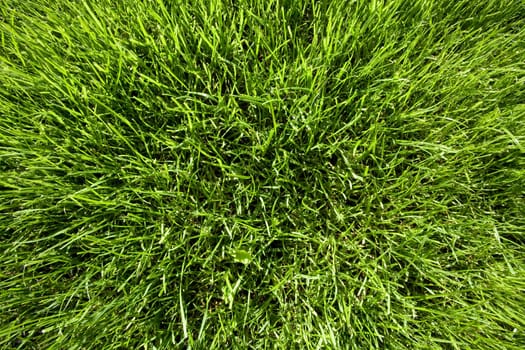 Lawn Area