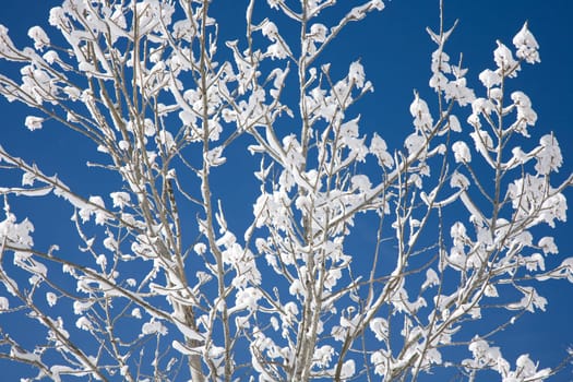 Hoarfrost