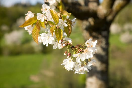 Blossoms Apple Tree