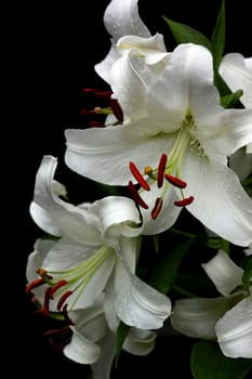 Lilies