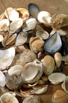 shells