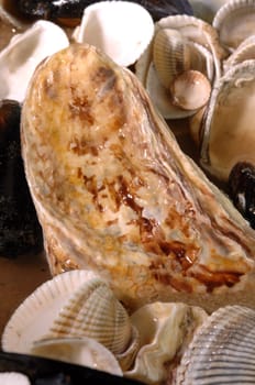 shells