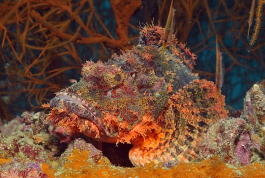 Camouflage artists in the coral reef...