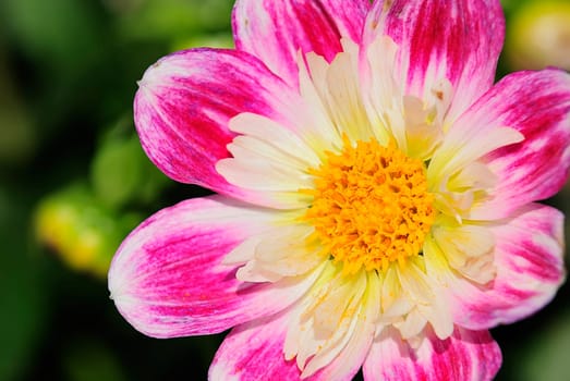Dahlia Show 6
