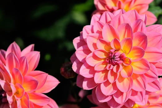 Dahlia Show 1