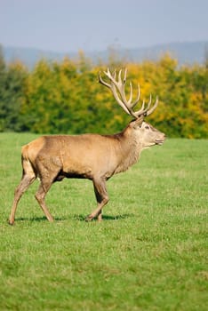 Deer 1