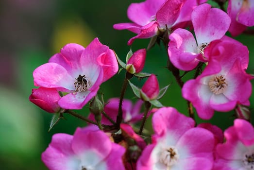 Roses