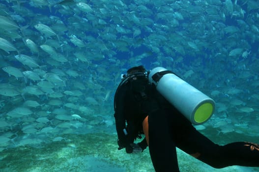 School of fish and diver