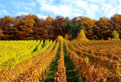 Autumn in Korb Remstal