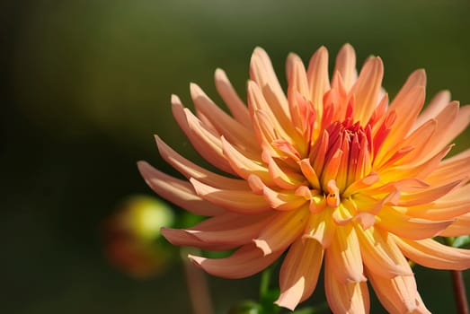 Dahlia Light