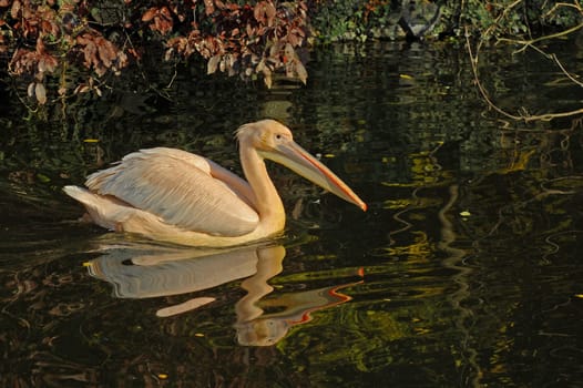 Pelican